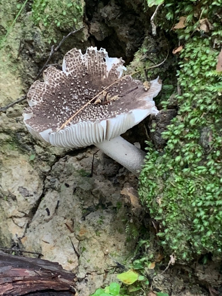 Amanita nehuta · April 2025 · photo: © charlotte_sutton1 (iNaturalist, cc-by)