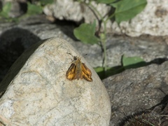 Ochlodes sylvanoides