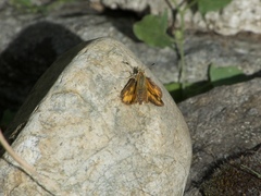 Ochlodes sylvanoides