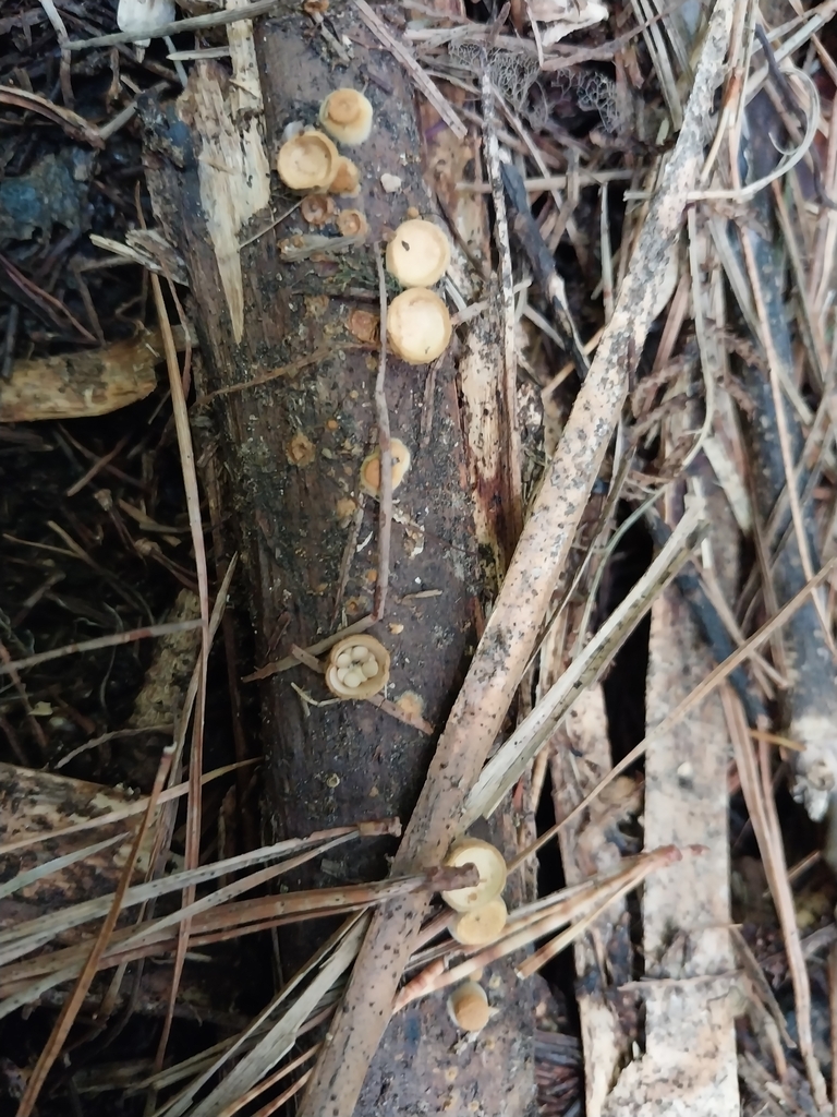 Crucibulum simile · April 2025 · photo: © kiwialli (iNaturalist, cc-by)