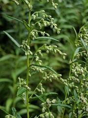 Artemisia serrata