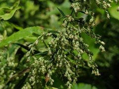 Artemisia serrata