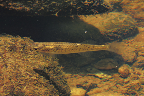 Speckled killifish (Fundulus rathbuni) — Fundulidae — 5