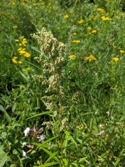 Artemisia serrata