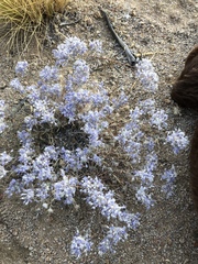 Eriastrum densifolium