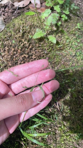 Poa acroleuca iNat (2)