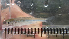 Notropis amoenus