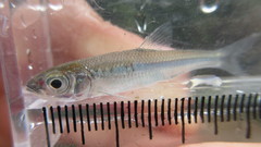 Notropis amoenus