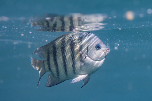 Bengaalse sergeant (Abudefduf bengalensis) — Pomacentridae