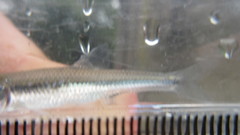Notropis amoenus