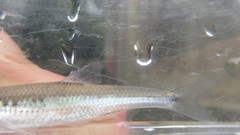 Notropis amoenus