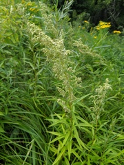 Artemisia serrata