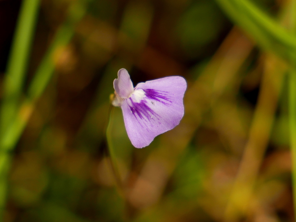 Utricularia bidentata R.W.Jobson & Baleeiro 4