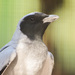 Black-faced Cuckooshrike - Photo (c) Giverny, some rights reserved (CC BY-NC), uploaded by Giverny