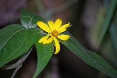 Hymenostephium quitensis