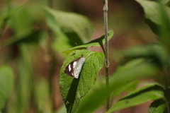 Leptophobia penthica