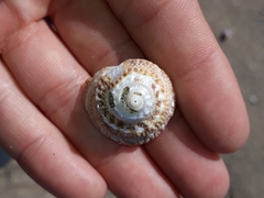 Bellastraea squamifera