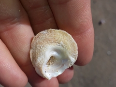 Bellastraea squamifera