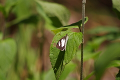 Leptophobia penthica