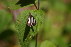 Leptophobia penthica