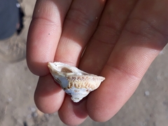Bellastraea squamifera