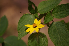 Hymenostephium quitensis