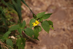 Hymenostephium quitensis