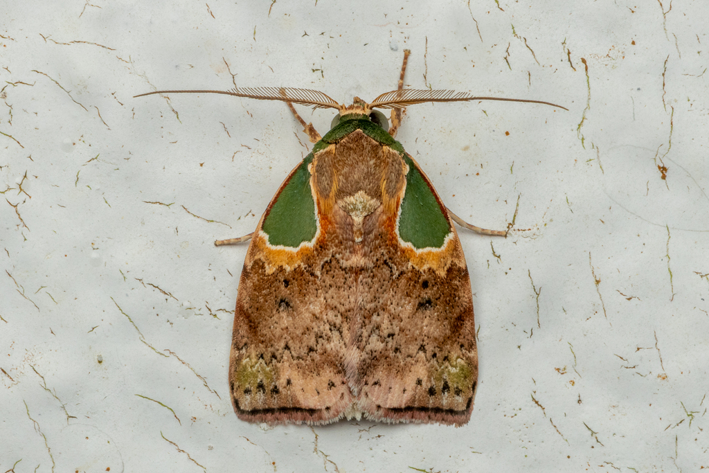 Gelastocerini
