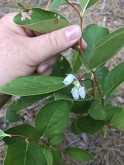 Lyonia mariana