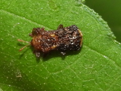 Octotoma marginicollis
