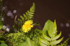 Leptophobia penthica