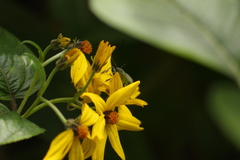 Hymenostephium quitensis