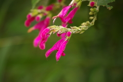 Salvia tortuosa