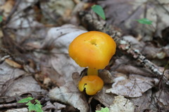 Hygrocybe