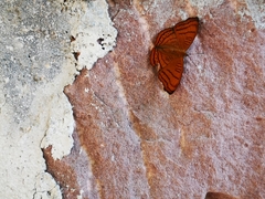 Pseudergolis wedah
