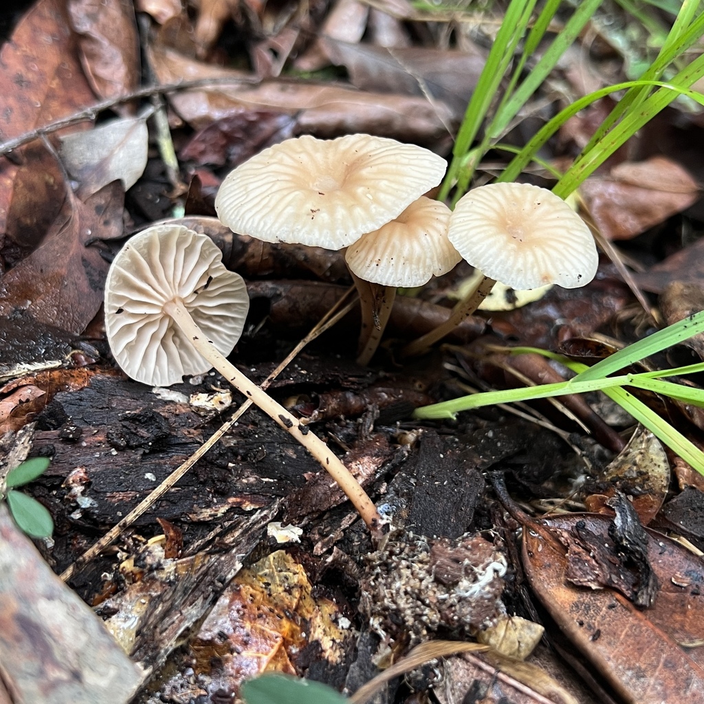 Collybia kurara · April 2025 · photo: © douch (iNaturalist, cc-by-sa)