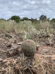 Echinomastus intertextus intertextus