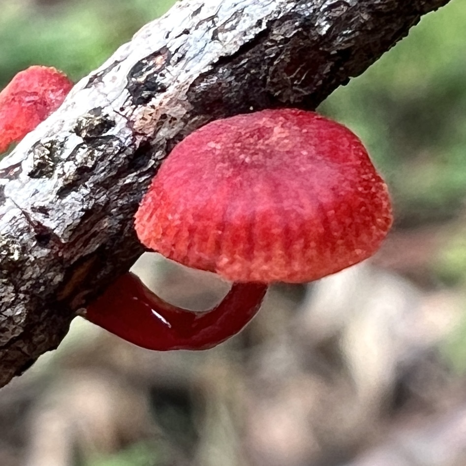 Cruentomycena viscidocruenta · April 2025 · photo: © douch (iNaturalist, cc-by-sa)