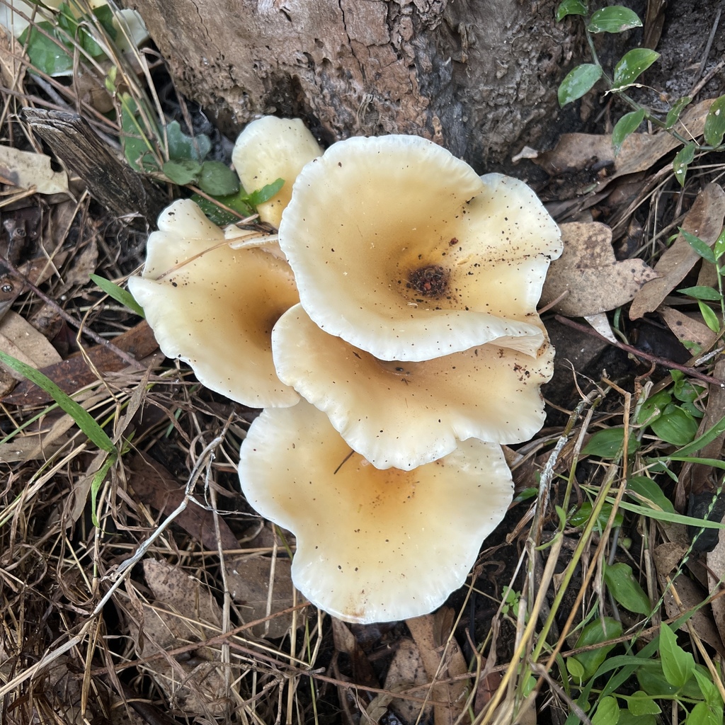 Omphalotus nidiformis · April 2025 · photo: © douch (iNaturalist, cc-by-sa)