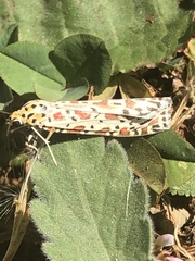 Utetheisa lotrix lotrix