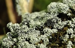 Physarum didermoides