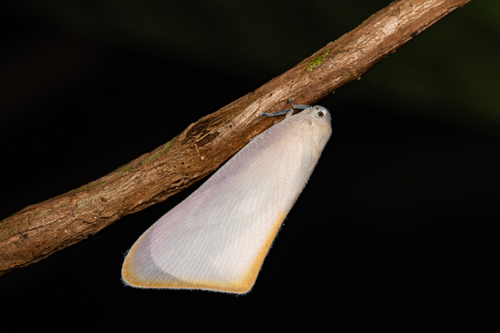 Nephesa truncaticornis observed 2025-04-25