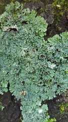 Heterodermia hypoleuca