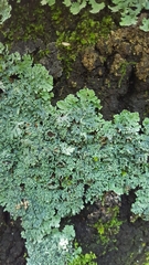 Heterodermia hypoleuca