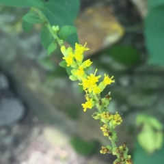 Solidago sphacelata