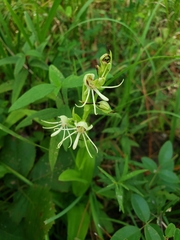 Habenaria quinqueseta