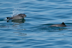 Phocoena phocoena phocoena