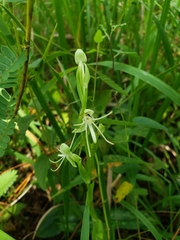 Habenaria quinqueseta