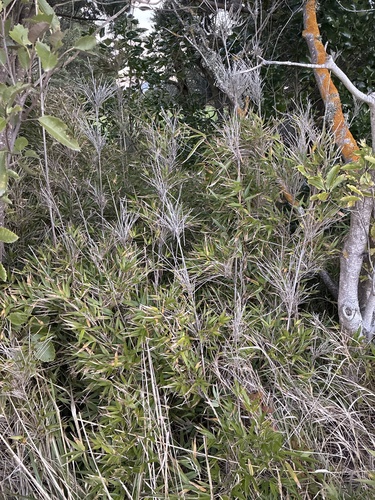 Yushania anceps, photograph 2
