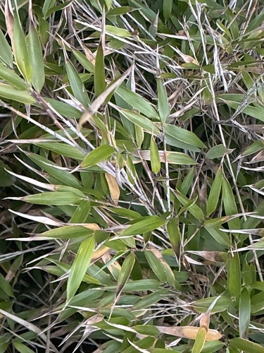 Indian Fountain-bamboo (Yushania anceps)